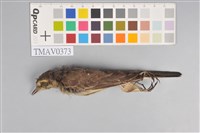 藏品(黃鶺鴒)的圖片